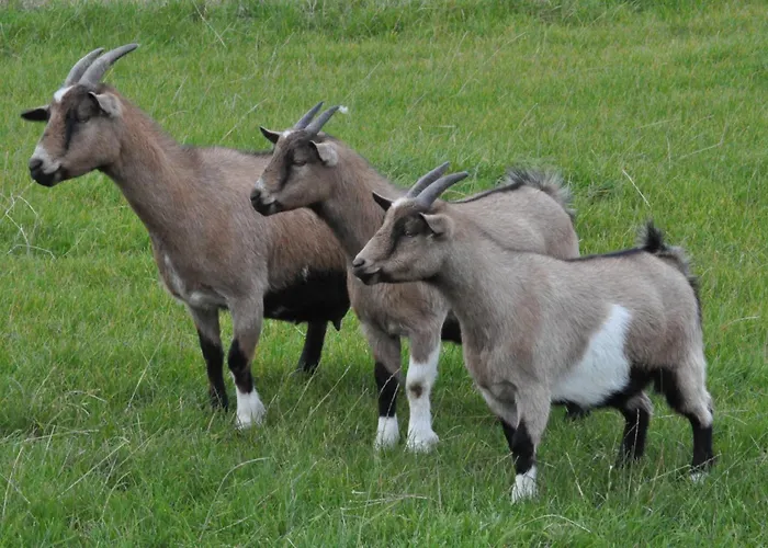 Haus Im Apfelgarten 1 Casa de Férias Fehmarn